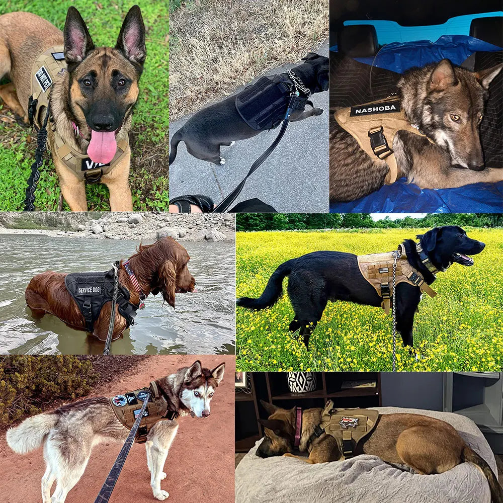 Large Dog Harness And Leash Set For German Shepherds And Malinois - Get Outside Today 25