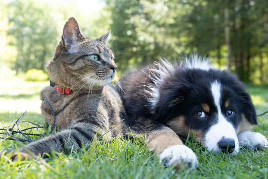 The Ultimate Checklist: What Dog and Cat Owners Need