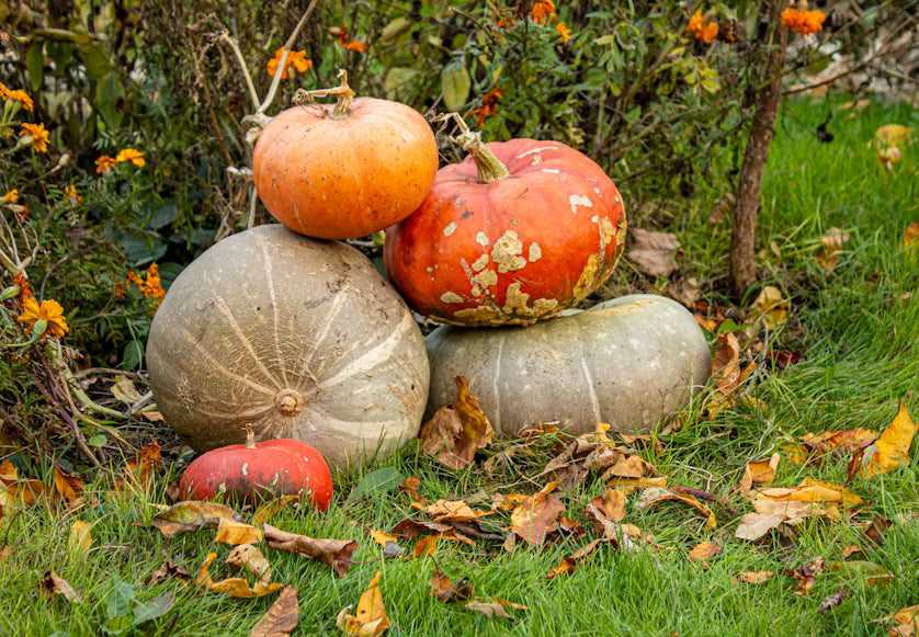 Tips for Preparing your Fall Garden