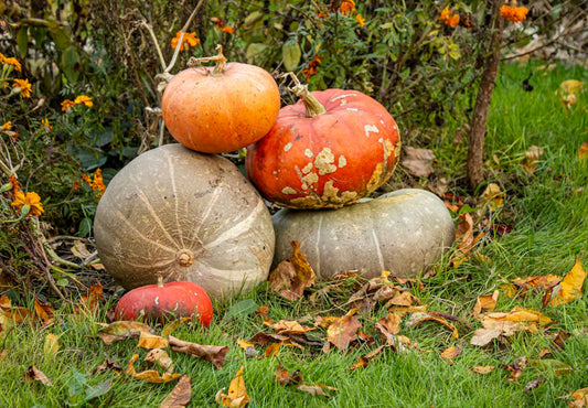 Tips for Preparing your Fall Garden
